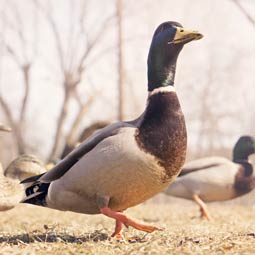 手机被攻击连续收短信